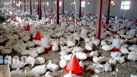 خرید حمایتی مرغ مازاد در مازندران برای حمایت از مرغداران
