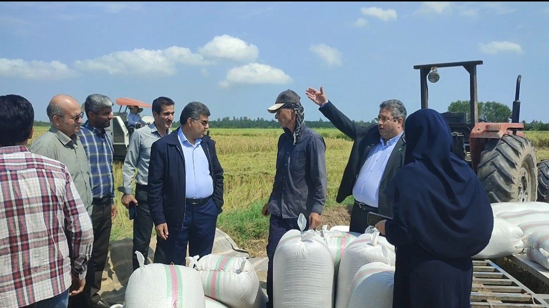 آغاز برداشت برنج در شهرستان آستانه‌اشرفیه