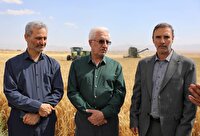 افزایش ۱۲۰ درصدی کشت گندم در خراسان شمالی 