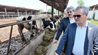احیای نژاد بومی «زل» و تحول در اصلاح نژاد دام در گاودشت بابل
