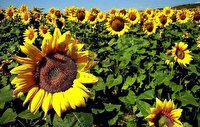 کشت ۱۶۰ هکتار گل آفتاب‌گردان در دورود لرستان