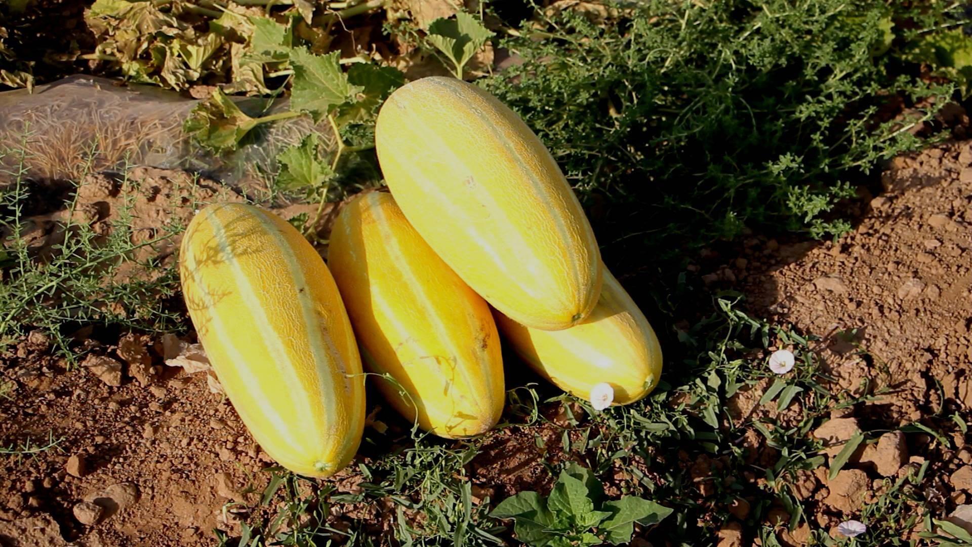 تایباد دارای رتبه دوم تولید خربزه در خراسان رضوی