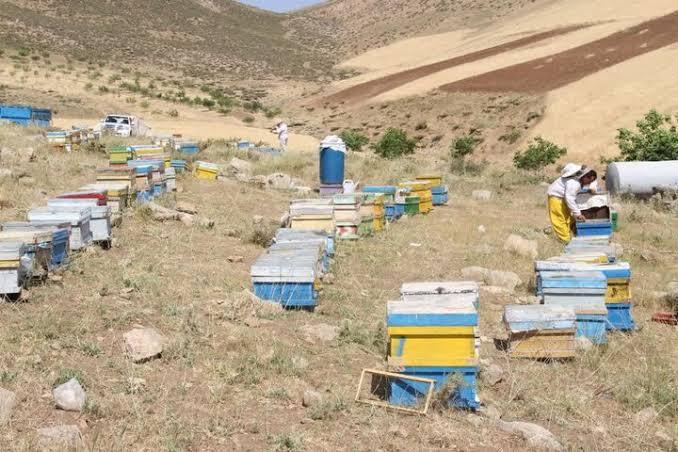 تفت درمسیربرندسازی عسل