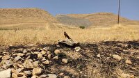 رهاسازی پرنده شکاری و کبک‌ در زیستگاه‌های طبیعی شهرستان سقز