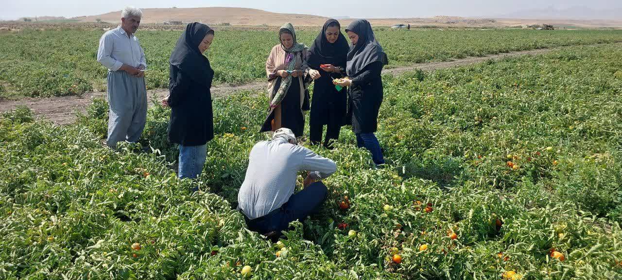 مبارزه بیولوژیک با آفات در مزارع گوجه فرنگی میاندوآب مبارزه بیولوژیک با آفات در مزارع گوجه فرنگی میاندوآب