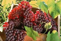 پیش‌بینی برداشت ۸۵ هزار تن انگور در باغات کرمانشاه