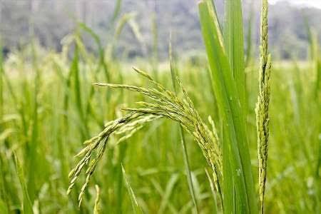 ظهور خوشه در ۷۰ درصد از شالیزارهای گیلان ظهور خوشه در ۷۰ درصد از شالیزارهای گیلان