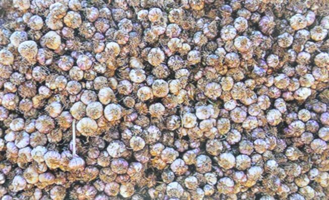 کشف ۶۰ تن سیر احتکار شده در تالش کشف ۶۰ تن سیر احتکار شده در تالش