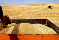 خرید بیش از ۲۴۱ هزار تن گندم در لرستان
