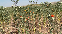 برگزاری روز دانه‌های روغنی گلرنگ و نخود دیم در بستان آباد