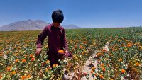 آغاز برداشت محصول روغنی گلرنگ در زنجان