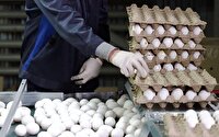 توسعه واحد‌های تولید تخم‌مرغ در سیستان و بلوچستان