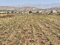 اجرای طرح خشکه‌کاری برنج در چگنی لرستان