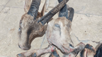 شکارچیان کل و بز در دنا پیش از فرار به دام قانون افتادند