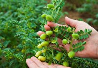 پیش بینی برداشت بیش از ۴۵ هزارتن نخود در آذربایجان غربی