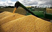 افزایش ۴۷ درصدی خرید تضمینی گندم در چهارمحال و بختیاری