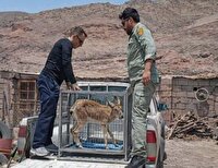 نجات و رهاسازی بز کوهی نابالغ در رودبار