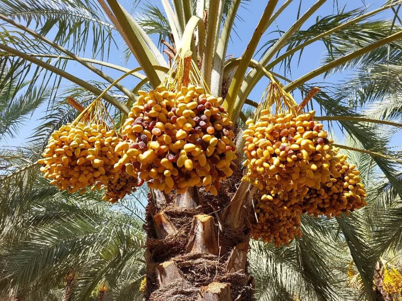برداشت رطب نوبرانه در استان بوشهر آغاز شد برداشت رطب نوبرانه در استان بوشهر آغاز شد