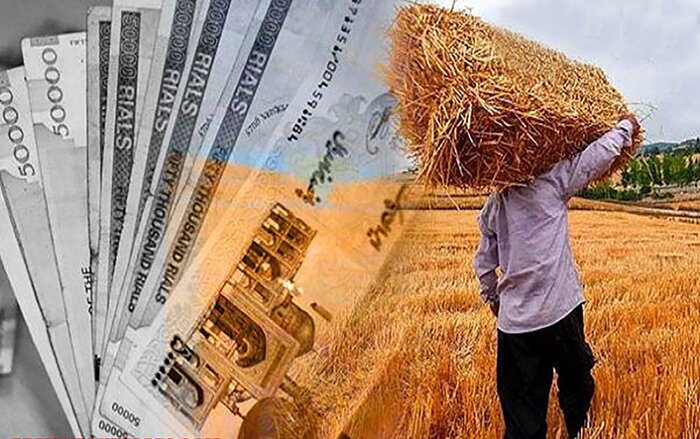 پرداخت ۱۱ همت از مطالبات گندمکاران فارس