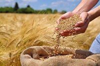 سیلوی شهید میرزاپور نکا پذیرای گندم کشاورزان است