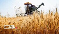 روند خرید تضمینی گندم از کشاورزان