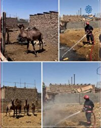 مهار آتش‌سوزی در مرکز نگهداری شتر در خیرآباد سمنان