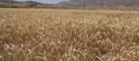 برداشت ۷ هزار تن محصول از طرح ۸۰ هکتاری جو در اردل