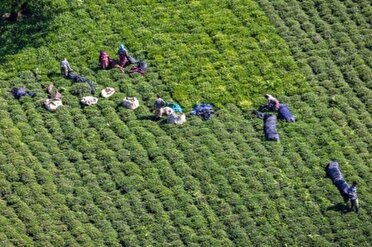 برگ سبز چای طعم دار با مشکلات عدیده در مازندران