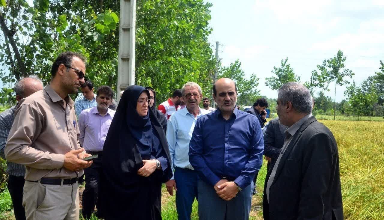 نخستین برداشت ماشینی برنج در شهرستان لاهیجان نخستین برداشت ماشینی برنج در شهرستان لاهیجان
