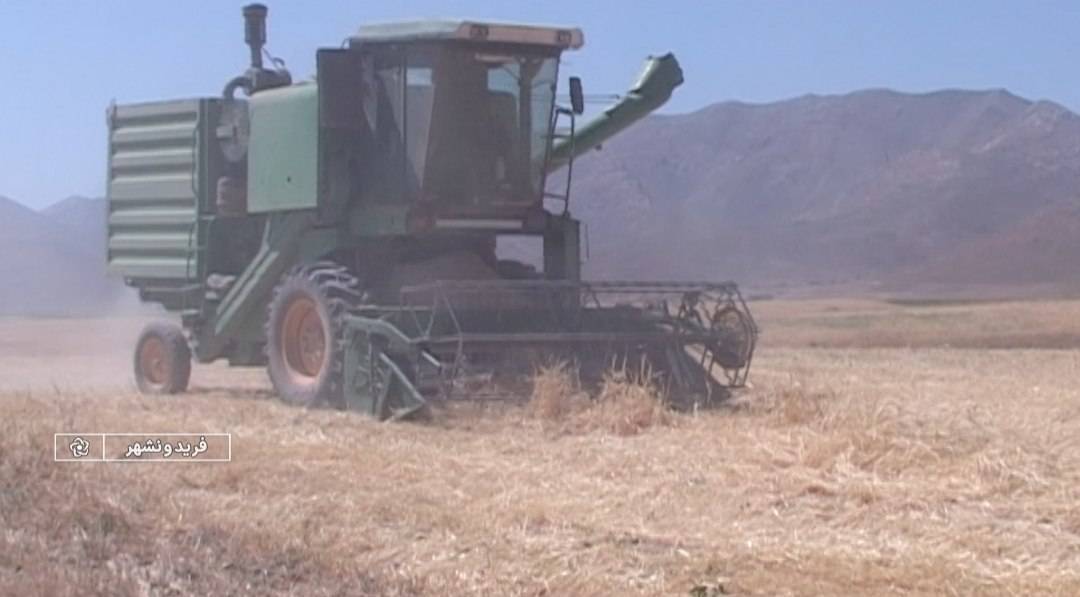 برداشت محصول جو در شهرستان فریدونشهر برداشت محصول جو در شهرستان فریدونشهر