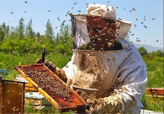 زندگی روستایی خانواده بذرپور با عطر عسل و طعم تولید