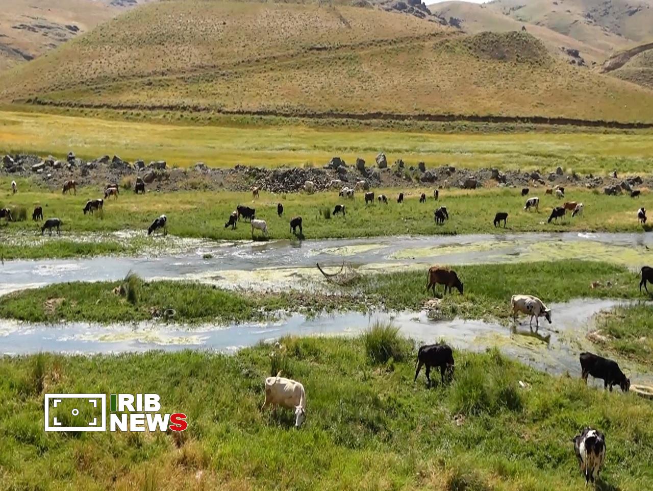 آغاز واکسیناسیون رایگان تب برفکی دام در کردستان