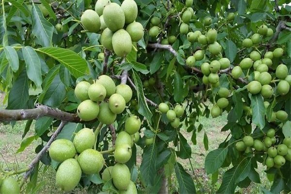 گردوی جنوب کرمان در بازار