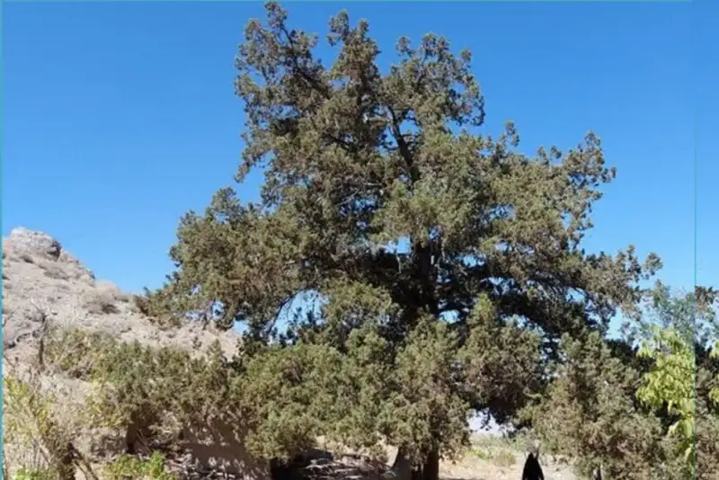 ثبت ملی درخت کهنسال جغتای