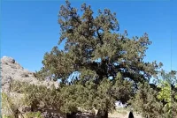 ثبت ملی درخت کهنسال جغتای